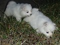 pups-4