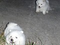 pups-5