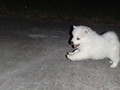 pups-6