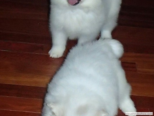 pups-3