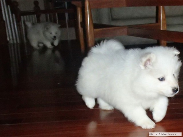 pups-4