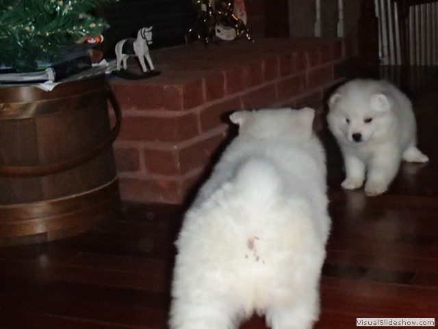 pups-5