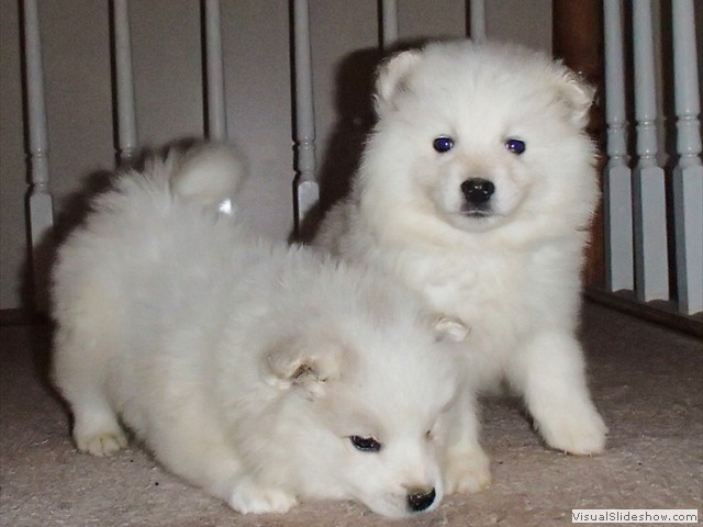 pups-6