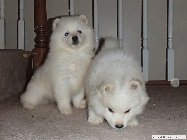 pups-7