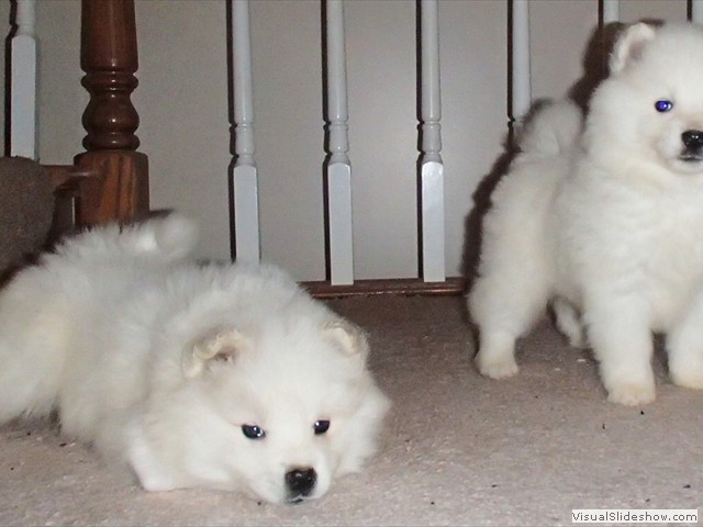 pups-8