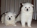 pups-1