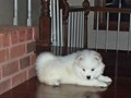 pups-2