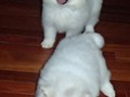 pups-3