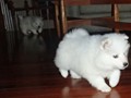 pups-4