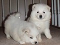 pups-6