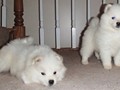 pups-8