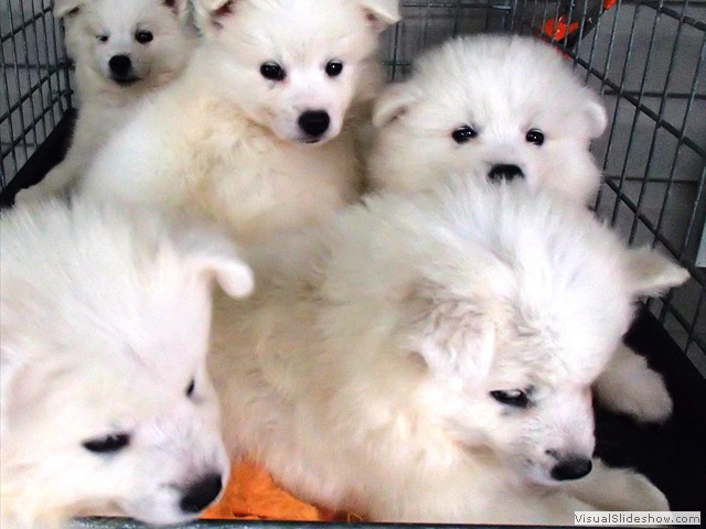 pups-2 