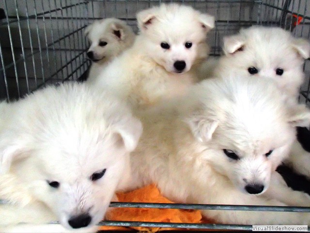 pups-3 