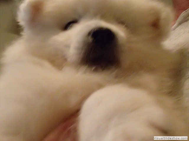 pups-4