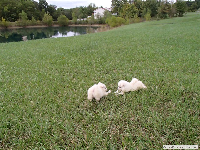 pups-6