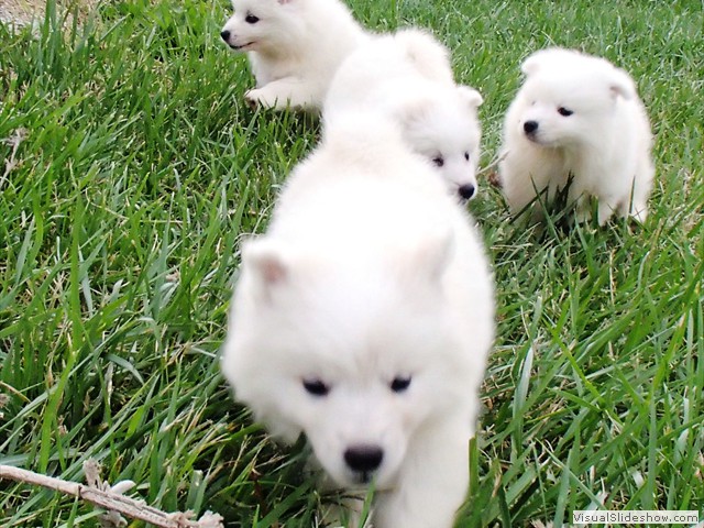 pups-7