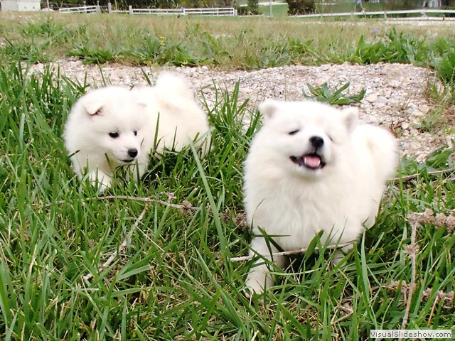 pups-8