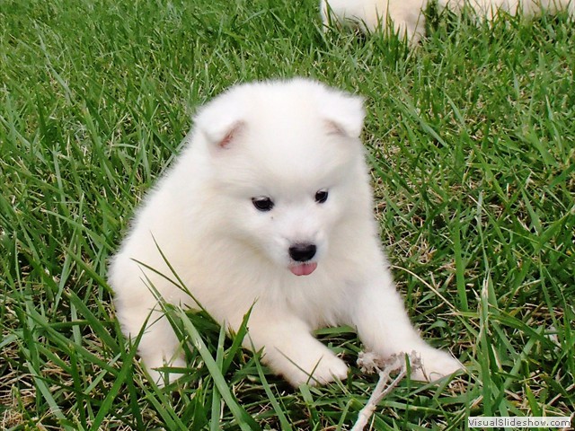 pups-9