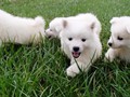 pups-10