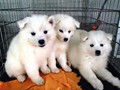 pups-1 