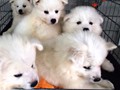 pups-2 