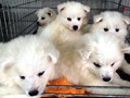 pups-3 
