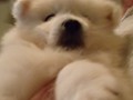 pups-4