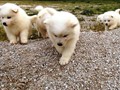 pups-5