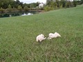 pups-6