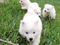 pups-7