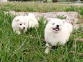pups-8