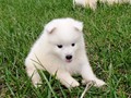 pups-9