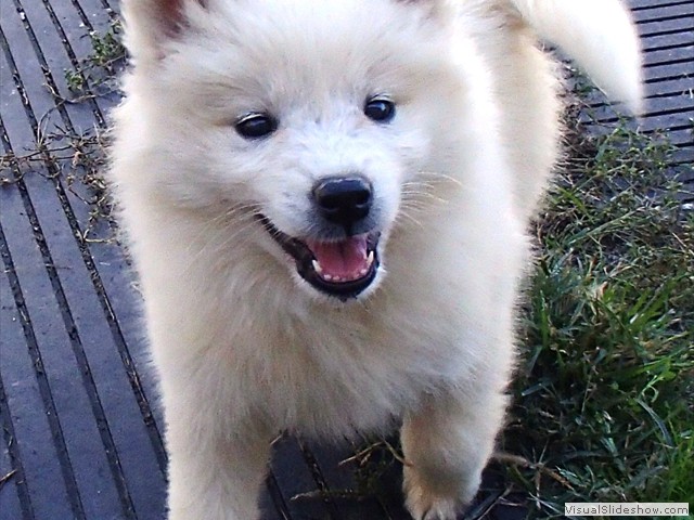 pups-1