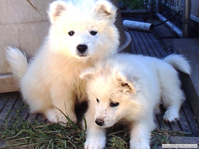 pups-2