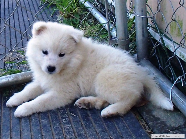 pups-3