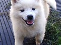 pups-1