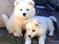 pups-2