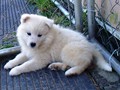 pups-3