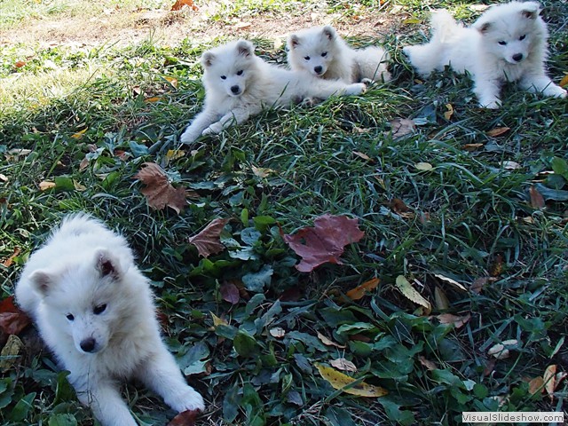 pups-2