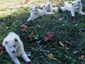 pups-2