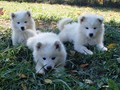 pups-5