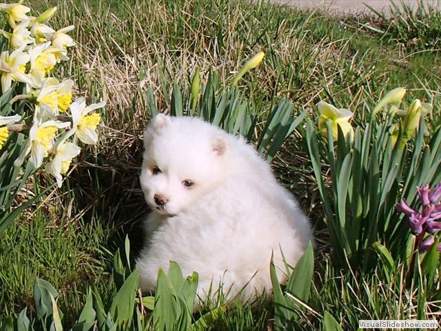 pup-2