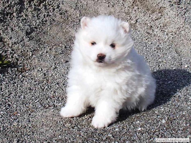 pup-3