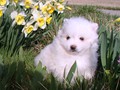 pup-1