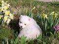 pup-2