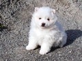 pup-3