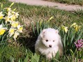 pup-5