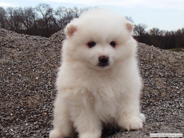 pup-1