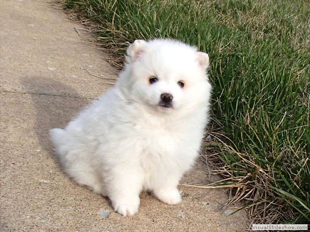 pup-4