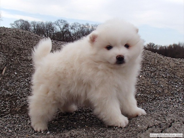 pup-6